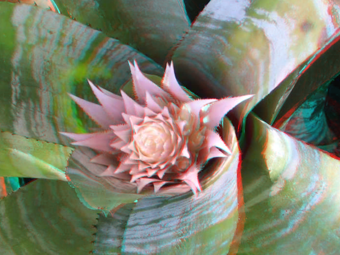 Bromeliad.png