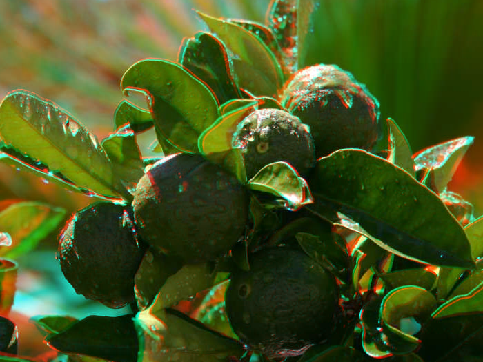 Oranges.png